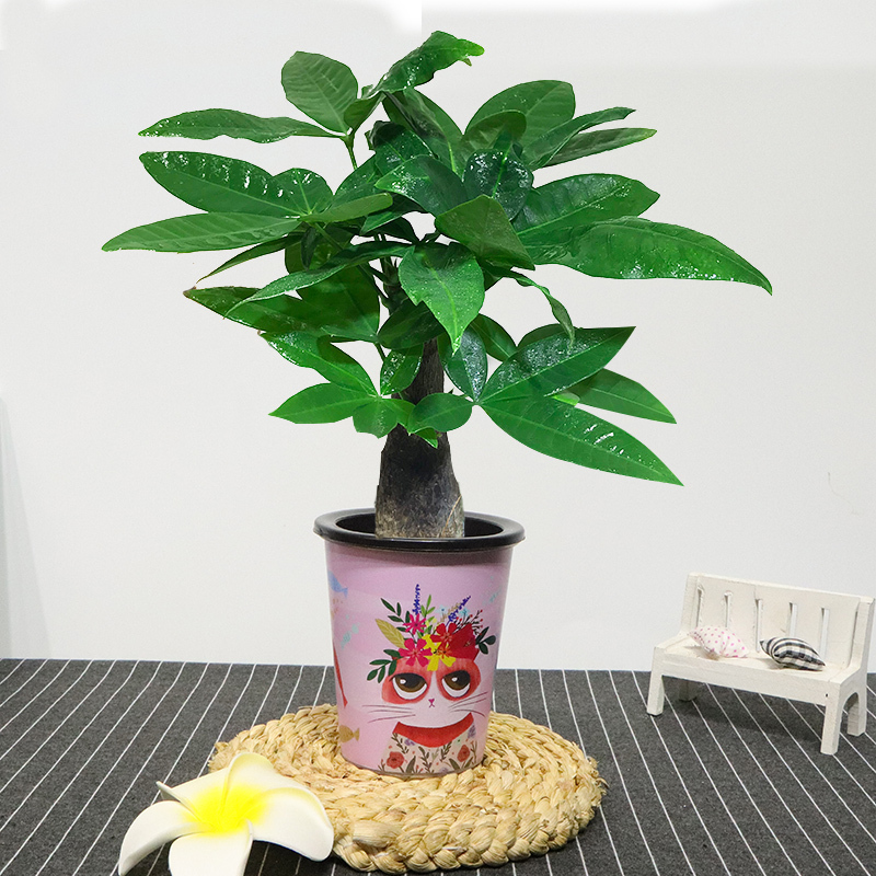 這3種植物放進(jìn)家中讓你今后越來越旺