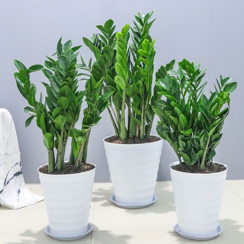 這3種植物放進(jìn)家中讓你今后越來越旺