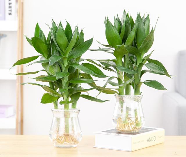 這3種植物放進(jìn)家中讓你今后越來越旺